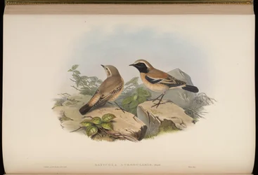 Saxicola atrogularis = Oenanthe deserti